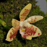 Phalaenopsis inscriptiosinensis side.