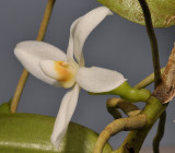 Thrixspermum calceolus. Close-up.