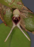 Bulbophyllum bicaudatum. Close-up.