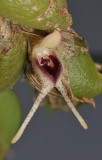 Bulbophyllum bicaudatum aff. Close-up side.