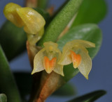 Bulbophyllum mutabile. Close-up.