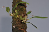 Bulbophyllum sp. sect. Brachypus.