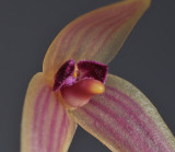 Bulbophyllum anjae. Close-up.