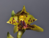 Bulbophyllum oobulbum. Closer front.