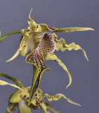 Dendrobium alexandrae. Close-up side.