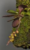 Abdominia sp. 20070210.jpg
