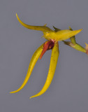 Bulbophyllum levanae. Close-up side.
