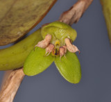 Bulbophyllum macrorhopalon. Close-up front.