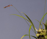 Bulbophyllum sp. sect. Hirtula