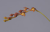 Bulbophyllum sp. sect. Hirtula. Closer.