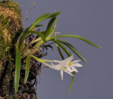 Dendrobium masarangense