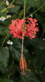 Hibiscus schizopetalis