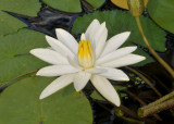 Nymphaea lotus var. thermalis