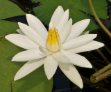 Nymphaea lotus var. thermalis. Closer.