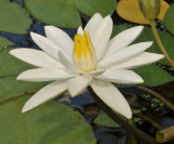 Nymphaea lotus var. thermalis. Closer.