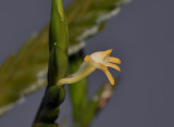 Angraecum podochiloides. Close-up side.