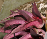 Bulbophyllum fletcherianum. Close-up side.