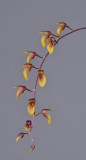 Bulbophyllum hengstumianum. Closer.