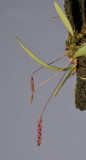 Bulbophyllum coniferum