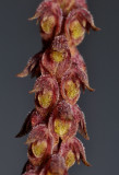 Bulbophyllum coniferum. Close-up.