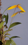 Bulbophyllum quadrangulare.