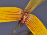Bulbophyllum quadrangulare. Close-up.
