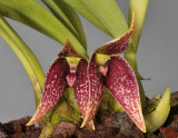 Bulbophyllum sp. sect. Brachypus. Closer.