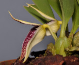 Bulbophyllum sp. sect. Brachypus. Closer side.