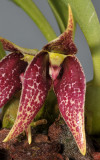 Bulbophyllum sp. sect. Brachypus. Close-up.