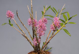 Dendrobium bracteosum. Pink form.