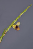 Dendrobium sp. Closer.