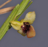 Dendrobium sp. Close-up.