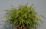 Dendrobium angustitepalum