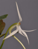 Jumellea arborescens. Close-up.