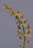 Nabaluia angustifolia