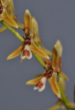 Nabaluia angustifolia. Closer.