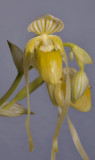 Paphiopedilum philippinense f. alboflavum. Close-up.