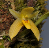 Bulbophyllum pileatum. Close-up.