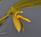 Bulbophyllum pileatum. Close-up side.