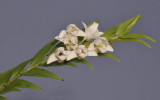 Dendrobium clausum/obliquum