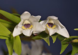 Dendrobium clausum/obliquum. Close-up.