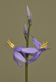 Cyanastrum johnstonii. Close-up.