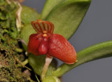 Bulbophyllum scabrum. Close-up.