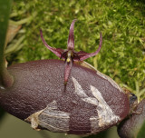 Bulbophyllum sect. Codonosiphon.