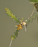 Dendrobium prostratum
