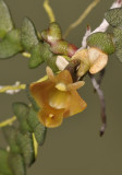 Dendrobium prostratum. Close-up.