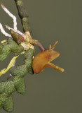 Dendrobium prostratum. Close-up side.