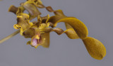 Dendrobium helix. Closer.