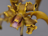 Dendrobium helix. Close-up.