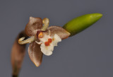Geesinkorchis phaiostele. Close-up.